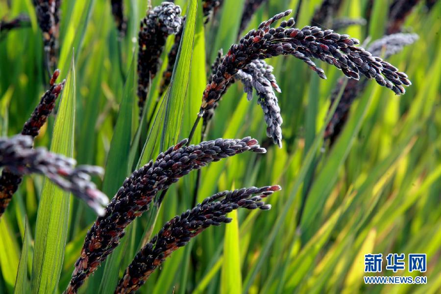 上海郊区黑米开始收割