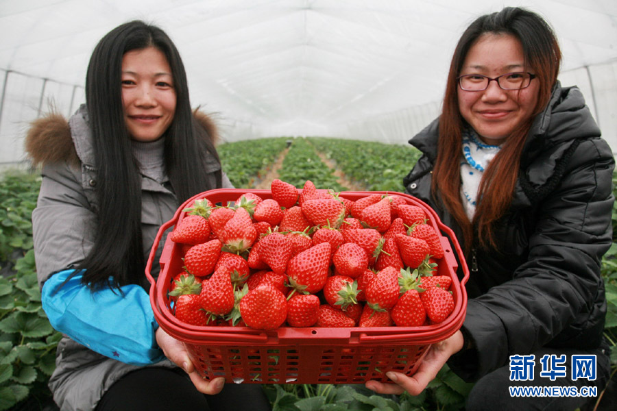首届上海金山草莓节开幕