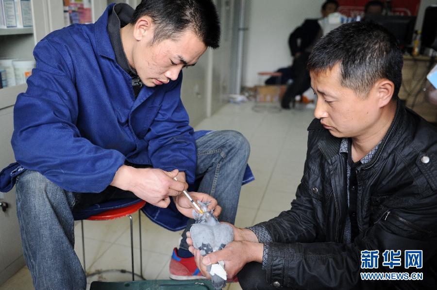 杭州:6万只信鸽封棚停飞 免费接种疫苗 新华网