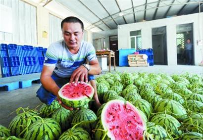 验瓜师日 弹 万瓜磨破手指 沪仅有10位西瓜品鉴