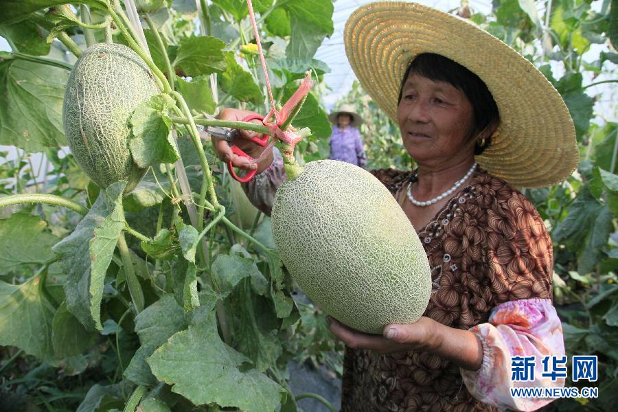 上海金山试种哈密瓜丰收
