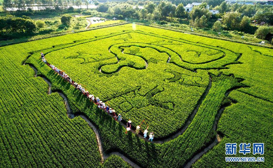 上海举办巨龙稻喜相亲聚会