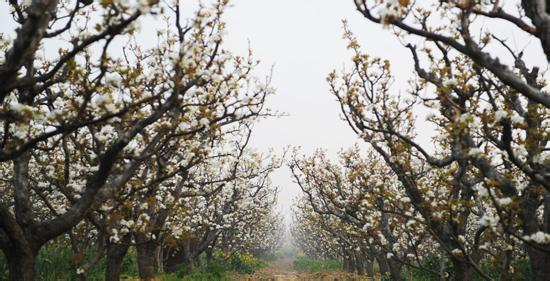 麋鹿故乡在沪叫响大丰好玩呢