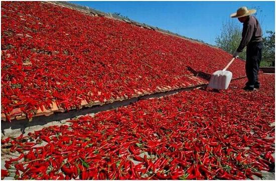 你知道你的小伙伴们为什么越来越爱吃辣吗? 新