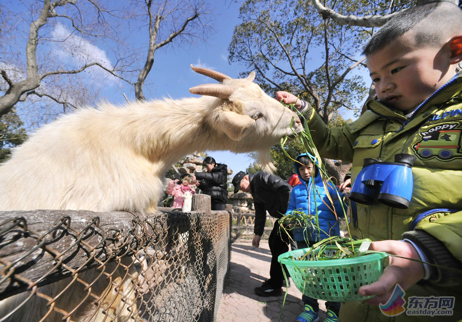 羊年看羊展 上海野生动物园名羊天下热闹迎新