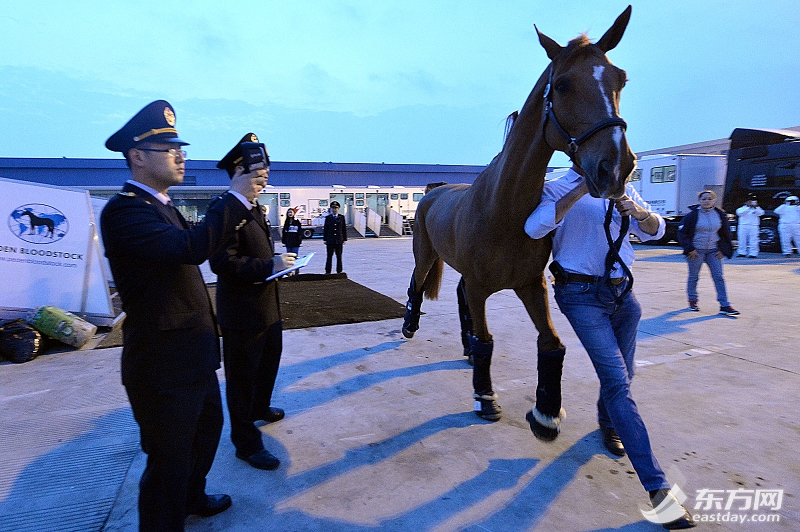 上海环球马术冠军赛首批世界顶级赛马今晨抵沪