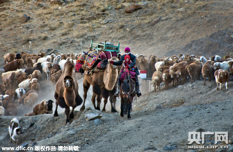 哈萨克秋季转场 人畜队伍浩浩荡荡