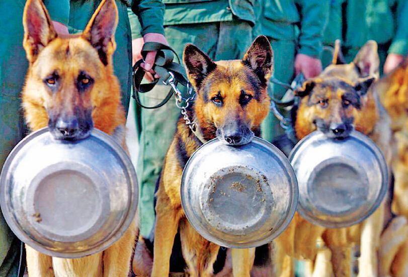 中国军犬奇葩事:排队打饭玩空降 帮人<em>洗澡</em>_新