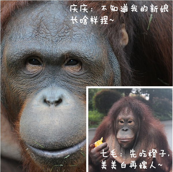 上海动物园一猩猩将赴杭娶妻 园方首募20名市民组队迎亲
