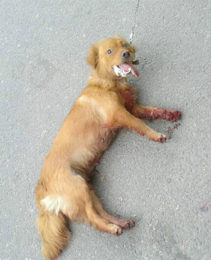 近些年,虐待动物事件频发,令人发指.