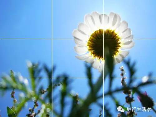 攻略||春暖花开 如何用手机拍出花草大片?