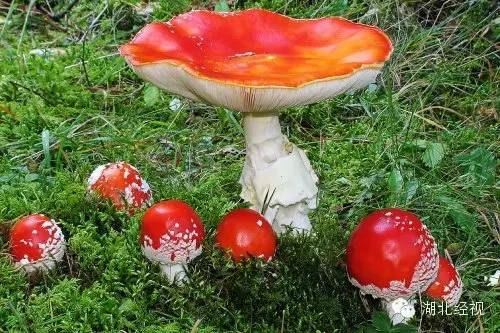 可以食用的野菜图片及名称 135219772_14588028505991n.jpg