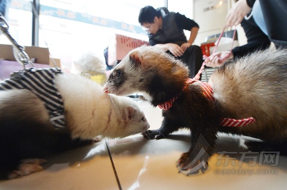 宠物貂成申城白领新宠 近百雪貂'钻管子比站
