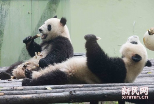 星二,雅二入主上海动物园熊猫馆,这对熊猫兄弟在"五一"期间正式对外_动物世界 圖片説明:上海動物園新生河馬寶寶萌萌噠。新民晚報 周馨 攝 還有幾天,五一小長假就要來了,可以去哪裏玩?4月27日,新民晚報新民網記者從上海動物園獲悉,剛從四川抵滬的熊貓兄弟、河馬寶寶、雙滿月的5胞胎黑背胡狼寶寶將集體亮相。遊客可以一次見到一大波的萌物。 二愣子組合五一亮相 熊貓兄弟和市民見面 圖片説明:星二、雅二這對熊貓兄弟在五一期間和市民遊客見面。網友圖 五一前不久,上海動物園依依不舍地送走了伴隨大家2年多的大熊貓雙欣、雙喜倆姐妹,同時,也迎來了2位年輕的帥哥組合