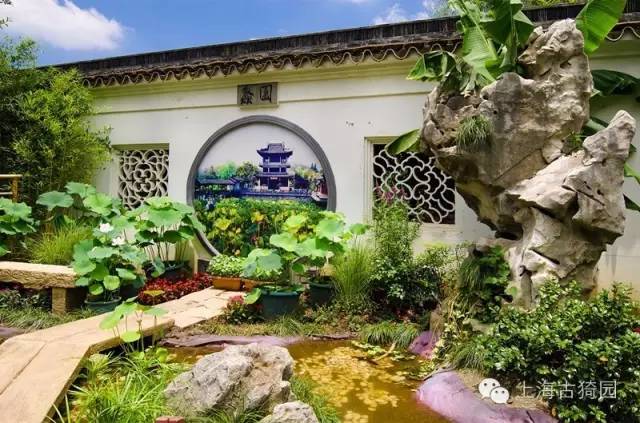 上海荷花睡莲展明天起绽放古猗园!