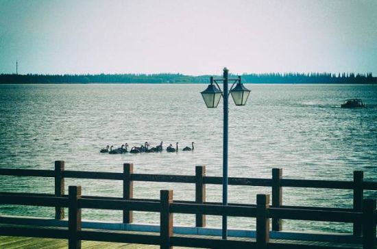 风景美如画 上海崇明最全旅游攻略