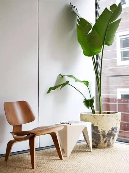 长知识!植物界的网红你认识几个?