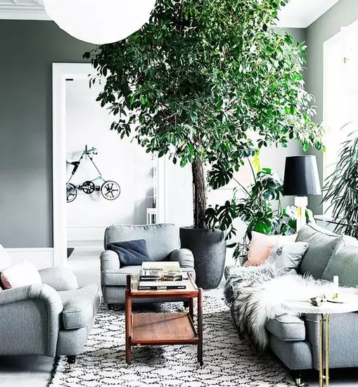 长知识!植物界的网红你认识几个?