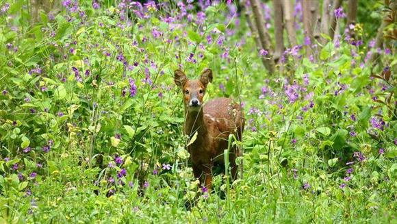 上海已形成至少四类野生动物生存环境