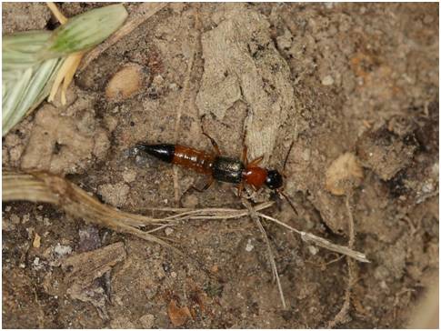 上海动物园发现新物种!它被取了个带有上海记