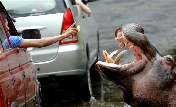 乱投喂普遍 动物园自主开发红外感应提示设备