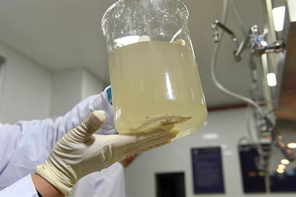 2017年第一尾!上海长江口监测到野生中华鲟幼