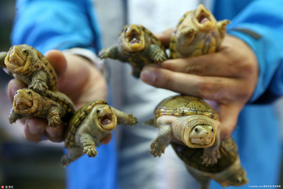 上海一男子爱龟成痴 养蛋龟10余年成网络红人
