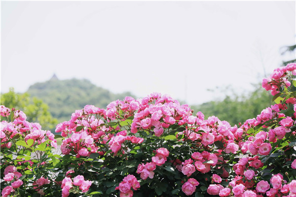 国内最长的单品种月季花墙盛放 绵延逾半公里