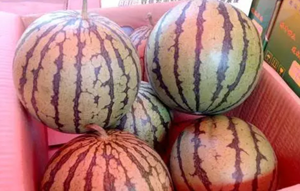 天气渐热 沪郊最好吃的西甜瓜上市啦