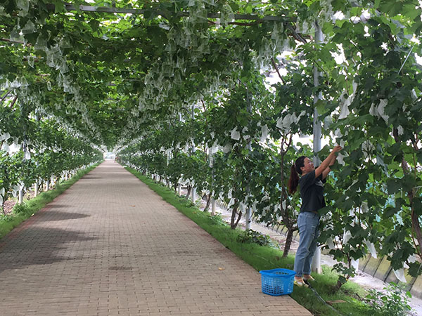 上海金山三年培育新型职业农民逾千人