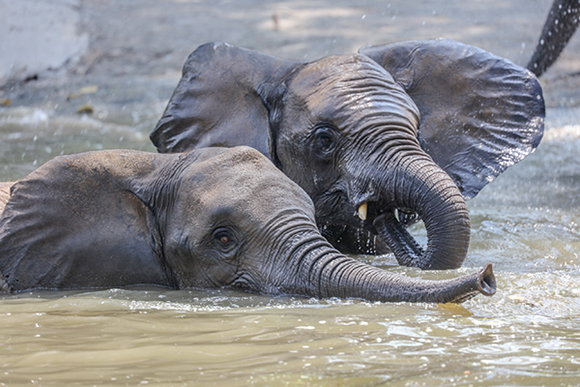 冰块、喷雾、空调…动物们防暑降温武器多