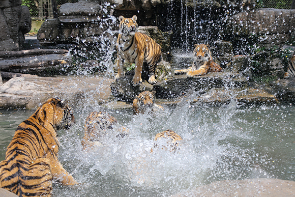 冰块、喷雾、空调…动物们防暑降温武器多