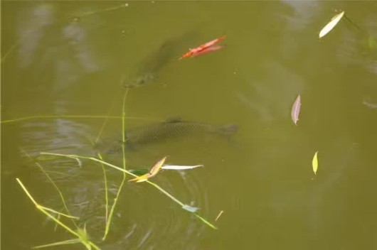 松江:黑臭河道变样了 一群鱼养清了一条河