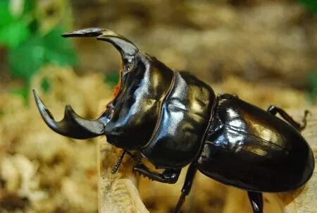 生活创新家沈斌:让更多人拥有自然小伙伴