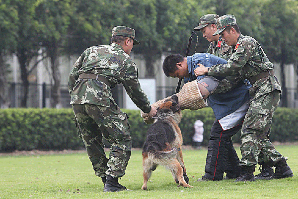 驯导员小霍介绍,训练警犬完全不同于养宠物狗,首先要立规矩,站有