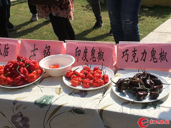 挑战世界第一辣! 辰山植物园决出年度辣王