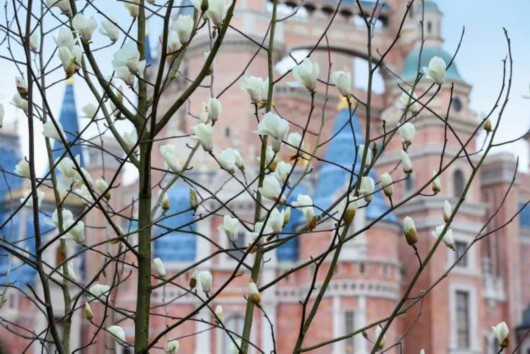 满园春色关不住!迪士尼春季赏花攻略新鲜出炉