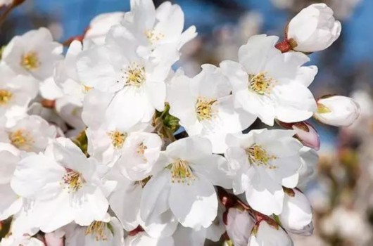 满园春色关不住!迪士尼春季赏花攻略新鲜出炉