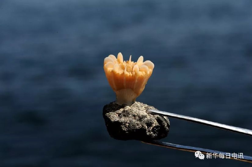 心在一起叫团队!科学号:党旗在海风中高高飘