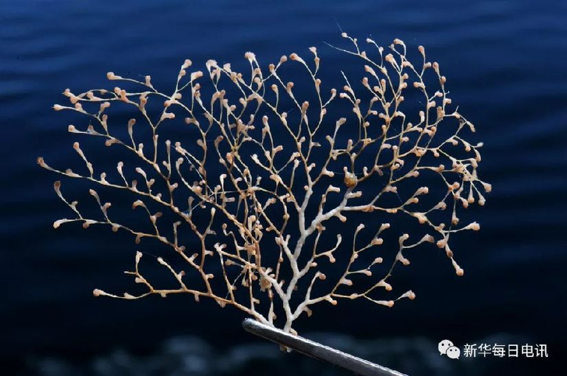 心在一起叫团队!科学号:党旗在海风中高高飘