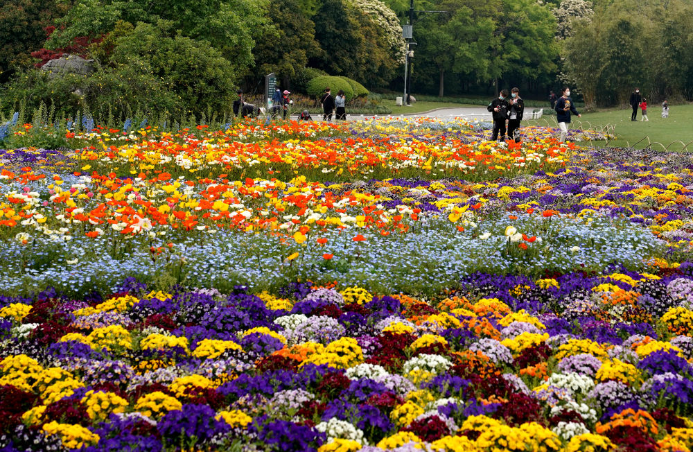 4月14日,上海世纪公园内鲜花盛开.新华每日电讯记者刘颖摄
