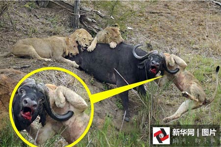 上海市公共信用信息归集和使用管理办法