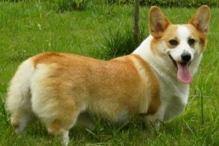 柯基被当野狗打死 涉事员工因盗窃罪被取保候审