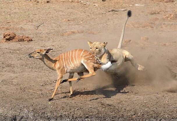 有个煤气灶,就能开餐饮店吗?--网络订餐平台