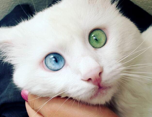 最美网红猫双瞳异色 粉丝被其"催眠"魔力吸引