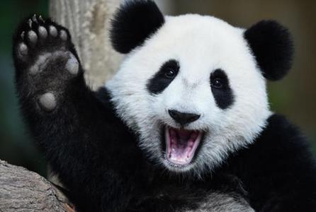 马来西亚大熊猫暖暖欢度生日 挥手卖萌狂圈粉