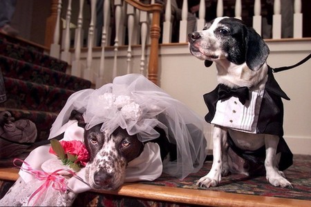 武汉哪里有气枪