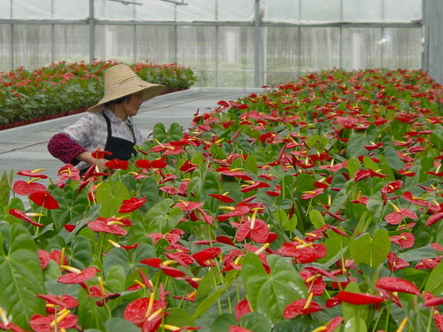 花卉生产车间